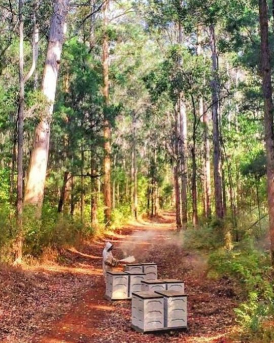 Why is Jarrah honey more expensive?