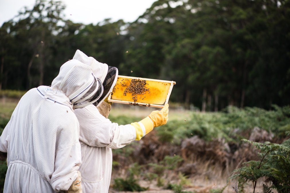 Western Australian Honey: Nature's Bioactive Wellness Elixir